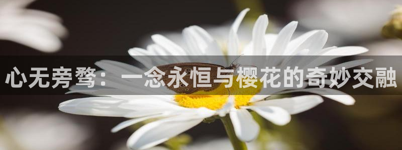 蜜桃视频电视在线观看免费